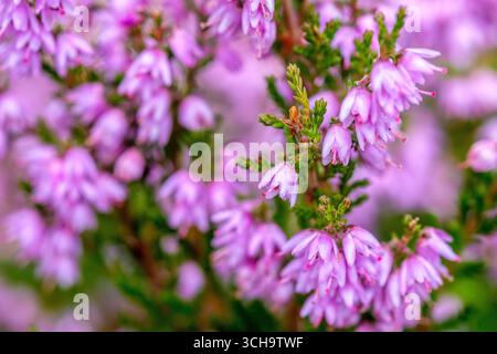 Moorheide ( gemeine Heide , Ling , calluna vulgaris) in Blüte im Peak District National Park Stockfoto