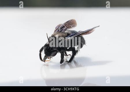 Detaillierte Nahaufnahme einer großen schwarzen Tischlerbiene, die auf einer sauberen weißen Oberfläche thront und ihr dunkles, strukturiertes Exoskelett zeigt, das ein minimalistisches Aussehen schafft Stockfoto