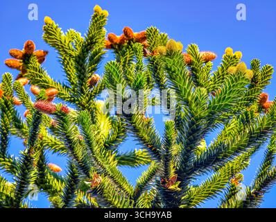 Affen Puzzle Baum bunte Kegel - Araucaria Araucana Evergreen Conifer mit stacheligen grünen Ästen gegen Blue Sky, ideal für Botanische, Naturkampagnen, Werbung, Marketing, Soziale Medien Stockfoto