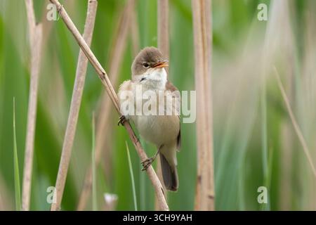 Great Reed Warbler Singt In The Reeds Stockfoto