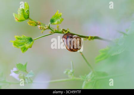Die winzige Schnecke ruht friedlich auf einem belebten Zweig. Stockfoto