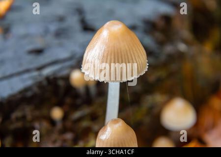 Pilze wachsen im frühen Herbst auf verfallenem Holz in einem Wald und heben Details von Psathyrella und Mycena galericulata mit ihren einzigartigen Eigenschaften hervor Stockfoto