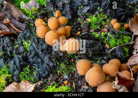 Kleine, runde Psathyrella-Pilze gedeihen auf einem reichen Waldboden, umgeben von lebendigem grünem Moos und verfallenen Blättern, die die komplizierte Natur zeigen Stockfoto