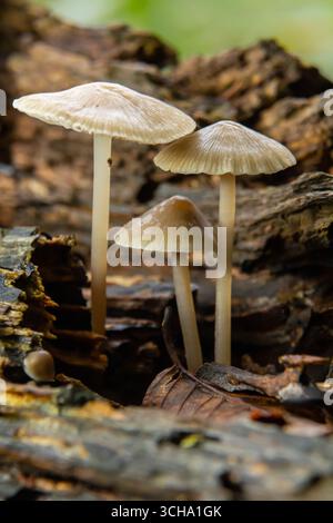 Drei Pilze tauchen aus verfallendem Holz in einer Waldlandschaft auf und zeigen ihre feinen Details und ihre natürliche Schönheit im frühen Morgenlicht. Stockfoto