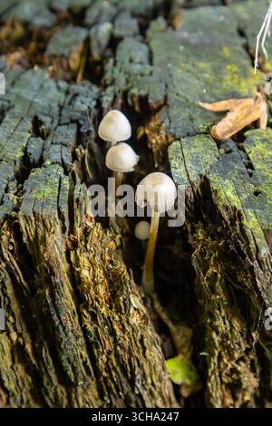 Psathyrella-Pilzhaufen tauchen aus den Rissen eines alten, mit Moos bedeckten Baumstumpfes auf und zeigen ihre zarten Formen im kühlen, feuchten Envir Stockfoto