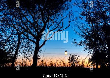 Abenddämmerung inmitten von Vegetation mit beleuchteten Straßenlaternen, Silhouetten von Ästen und Huelva-Kiefern in den Rábida-Gärten. Stockfoto
