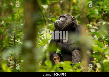 Schimpanse - Mutter mit Kind, Pan Troglodytes, Kibale Forest National Park, Uganda Stockfoto