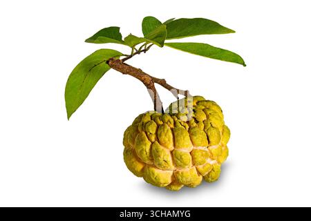 Einzelner reifer süßer Pudding-Apfel mit Stiel und grünen Blättern isoliert auf weißem Hintergrund mit Schneidepfad. Stockfoto