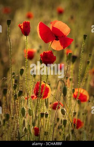 Wunderschöne rote Mohnblumen, die von Sonnenaufgangslicht beleuchtet werden, in den Cotswolds von Gloucestershire, England Stockfoto