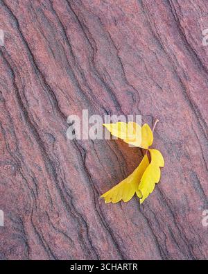 Gelbes Laub liegt auf rotem Sandstein im Zion-Nationalpark in Utah Stockfoto