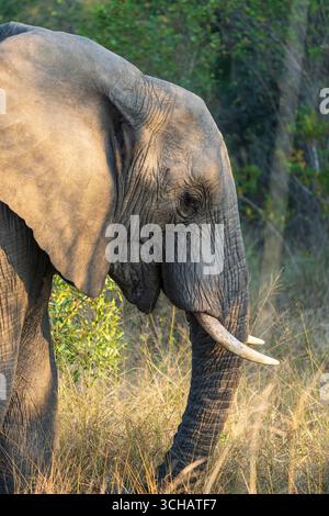 Afrikanischer Buschelefant (Loxodonta africana) bei Sonnenaufgang im Kruger-Nationalpark, Südafrika Stockfoto