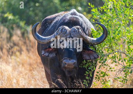 Einsamer Cape Buffalo (Syncerus Caffer Caffer Caffer) im Timbavati Nature Reserve in Südafrika Stockfoto