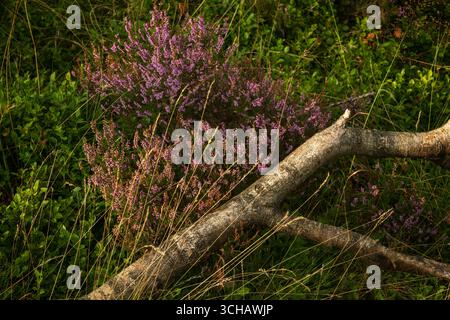 Sommerheidekraut und Bracken im Peak District von England Stockfoto