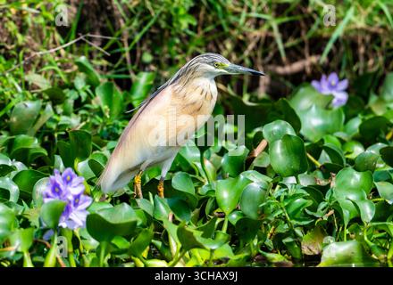 Ein Squakreiher (Ardeola ralloides), der auf Wasserhyazinthen steht. Queen Elizabeth National Park, Uganda, Afrika. Stockfoto