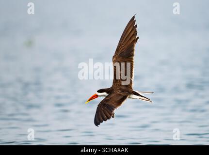 Afrikanische Skimmers (Rynchops flavirostris) fliegen über Lake Edward. Queen Elizabeth National Park, Uganda, Afrika. Stockfoto