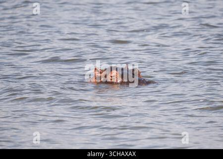 Flusspferde (Hippopotamus amphibius) schwimmen im Akagera-Nationalpark in Ruanda Stockfoto
