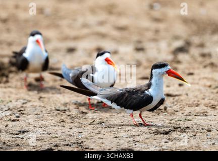 Afrikanische Skimmers (Rynchops flavirostris) stehen am Sandstrand des Lake Edward. Queen Elizabeth National Park, Uganda, Afrika. Stockfoto