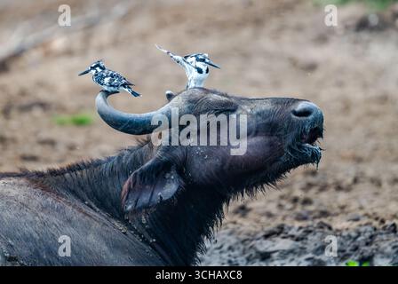 Zwei Ratteneisfischer (Ceryle rudis) auf dem Horn eines afrikanischen Büffels. Queen Elizabeth National Park, Uganda, Afrika. Stockfoto