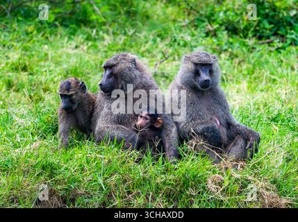 Eine Familie von Olivenpaanen (Papio anubis), die auf grünem Gras sitzen. Queen Elizabeth National Park, Uganda, Afrika. Stockfoto