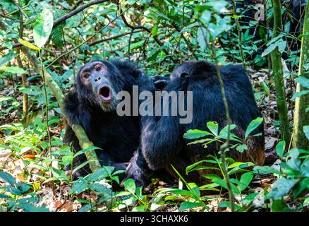 Wilde Schimpansen (Pan troglodytes) im Wald, man brüllt während man gepflegt wird. Kibale-Nationalpark, Uganda, Afrika. Stockfoto