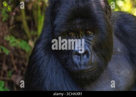 Porträt des Silberrückengorillas (Gorilla Gorilla berengei) der Familie Umabanu im Volcanoes National Park in Ruanda Stockfoto