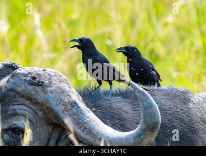Zwei Piapiacs (Ptilostomus afer), die auf dem Rücken eines afrikanischen Büffels reiten. Murchison Falls National Park, Uganda, Afrika. Stockfoto