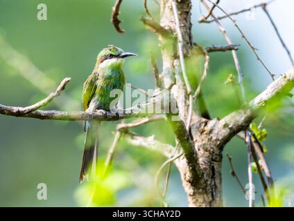 Ein Schwalbenschwanzbienenfresser (Merops hirundineus), der auf einem Ast thront. Murchison Falls National Park, Uganda, Afrika. Stockfoto