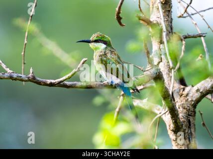 Ein Schwalbenschwanzbienenfresser (Merops hirundineus), der auf einem Ast thront. Murchison Falls National Park, Uganda, Afrika. Stockfoto