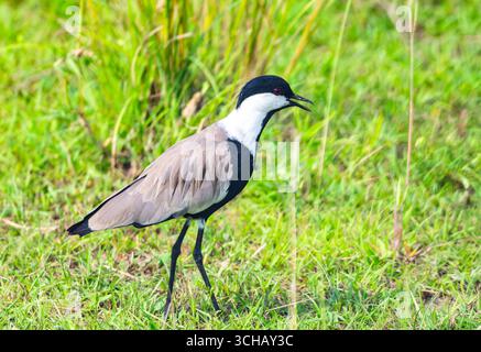 Ein spurgeflügelter Lapwing (Vanellus spinosus), der auf einem Grasfeld läuft. Murchison Falls National Park, Uganda, Afrika. Stockfoto