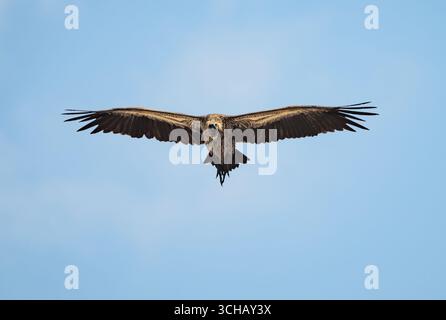 Ein kritisch gefährdeter Rüppeller Greif (Gyps rueppelli) im Flug. Murchison Falls National Park, Uganda, Afrika. Stockfoto
