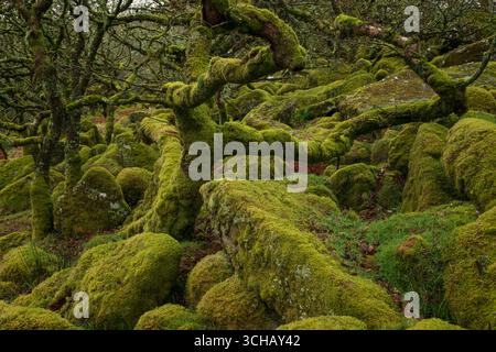 Knorrige und geheimnisvolle moosbedeckte Felsen und Bäume des Wistmans Wood im Dartmoor National Park in Devonshire, England Stockfoto