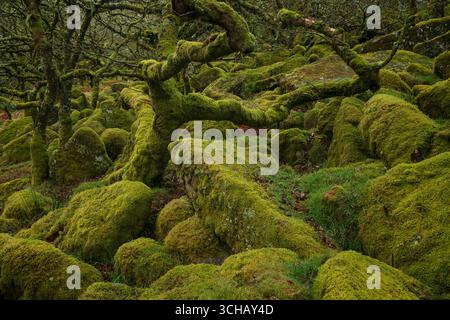 Knorrige und geheimnisvolle moosbedeckte Felsen und Bäume des Wistmans Wood im Dartmoor National Park in Devonshire, England Stockfoto