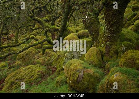 Knorrige und geheimnisvolle moosbedeckte Felsen und Bäume des Wistmans Wood im Dartmoor National Park in Devonshire, England Stockfoto