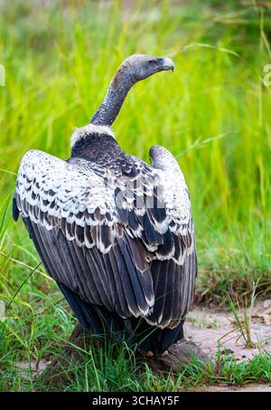 Ein kritisch gefährdeter Rüppell's Griffon (Gyps rueppelli) im Büsche. Murchison Falls National Park, Uganda, Afrika. Stockfoto