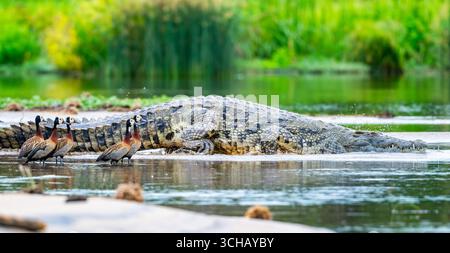 Ein riesiges Nil-Krokodil (Crocodylus niloticus), das an einem See liegt. Murchison Falls National Park, Uganda, Afrika. Stockfoto
