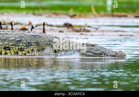Nahaufnahme eines riesigen Nilkrokodils (Crocodylus niloticus), das an einem See liegt. Murchison Falls National Park, Uganda, Afrika. Stockfoto