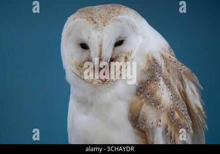 Die Scheuneneule (Tyto alba). Die am weitesten verbreitete Eulenart der Welt. Stockfoto