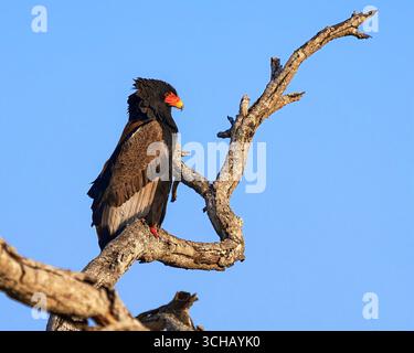 Bateleur Eagle (Terathopius ecaudatus) thront auf einem Ast mit blauem Himmel im Timbavati National Reserve in Südafrika Stockfoto