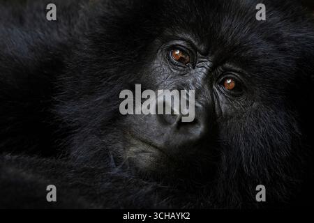 Wunderschönes Porträt des Berggorillas (Gorilla beringei beringei) im Volcanoes National Park in Ruanda Stockfoto
