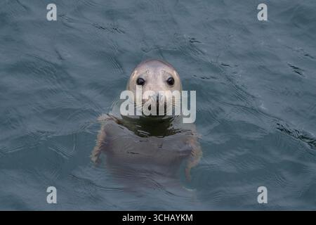 Porträt einer Graurobbe (Halichoerus grypus), die im Hafen auf Skomer Island in Pembrokeshire, Wales, schwimmt Stockfoto