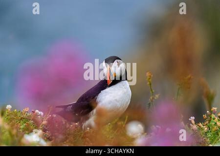 Papageientaucher (Fratercula atlantica) inmitten von Blumen auf Skomer Island in Pembrokeshire, Wales Stockfoto