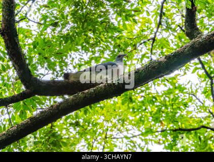 Eine Afep-Taube (Columba unicincta), die auf einem Baum sitzt. Mabira Central Forest Reserve, Uganda, Afrika. Stockfoto