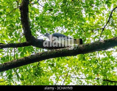 Eine Afep-Taube (Columba unicincta), die auf einem Baum sitzt. Mabira Central Forest Reserve, Uganda, Afrika. Stockfoto