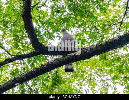 Eine Afep-Taube (Columba unicincta), die auf einem Baum sitzt. Mabira Central Forest Reserve, Uganda, Afrika. Stockfoto