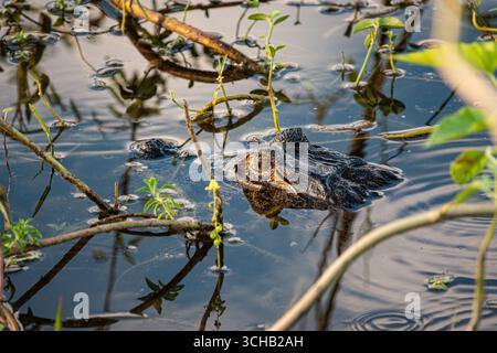 Der Kopf und die Augen eines Caimans sind sichtbar, da er zwischen Blättern in den Untiefen des Cuiaba River im Pantanal, Brasilien, Südamerika, liegt Stockfoto