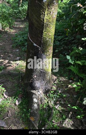Vertikale Ansicht des unteren Teils eines Gummibaums, der in einer Gummiplantage wächst Stockfoto
