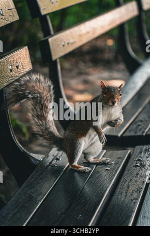 Kurioses graues Eichhörnchen, das auf einer Parkbank thront, mit erhobenem Schwanz und wachsam. Stockfoto