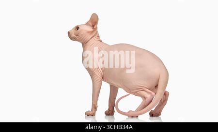 Haarlose sphynx-Katze in Profilansicht isoliert auf weiß Stockfoto