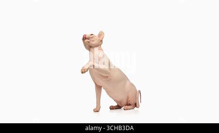 Verspielte sphynx-Katze, die mit erhobener Pfote und Zunge auf weißem Hintergrund sitzt Stockfoto