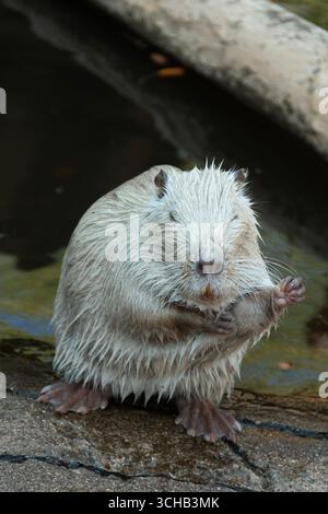 Ein Myocastor Coypus ist damit beschäftigt, sein Fell zu reinigen, während er in einem zoologischen Park in der Nähe des Wassers sitzt. Stockfoto